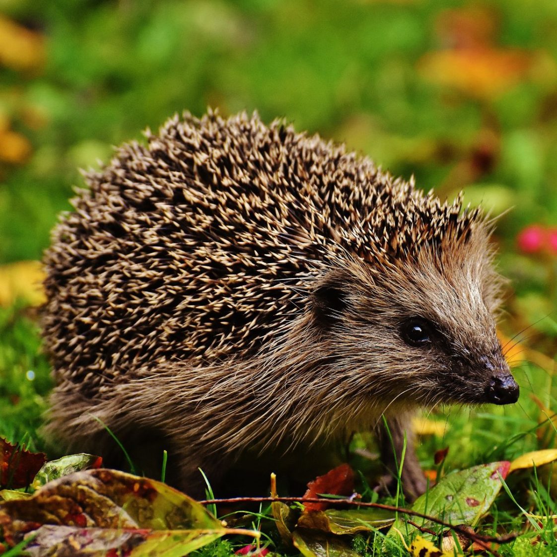 Fun Hedgehog Facts for Kids (All You Need to Know!)