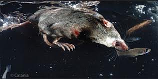 Shrews Facts for Kids