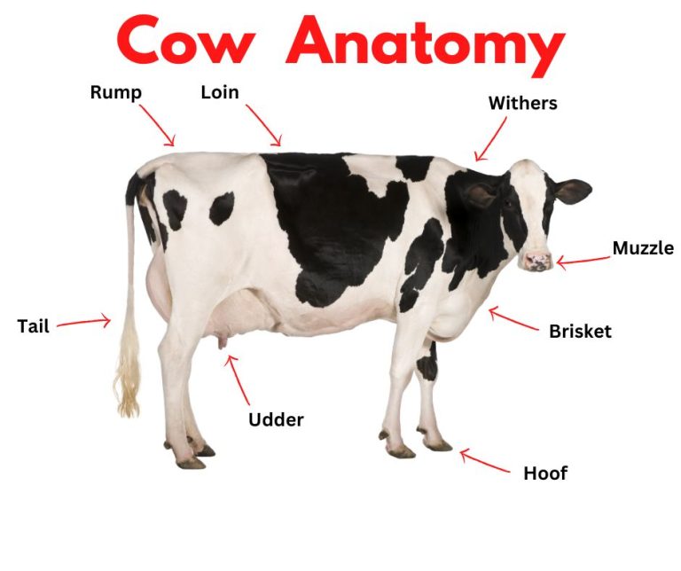 Cattle Fun Facts for Kids