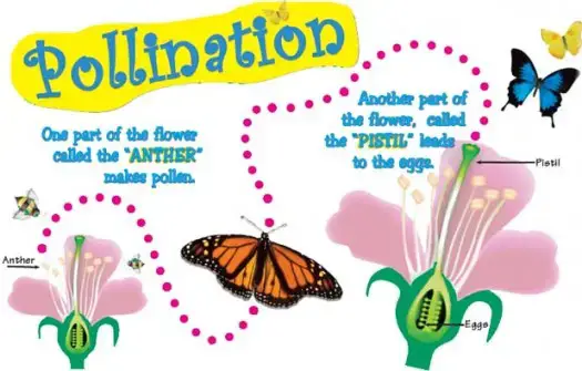 Resultado de imagen de plants reproduction kids