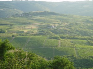 All about Croatia for Kids - Image of a Wine Farm in Croatia