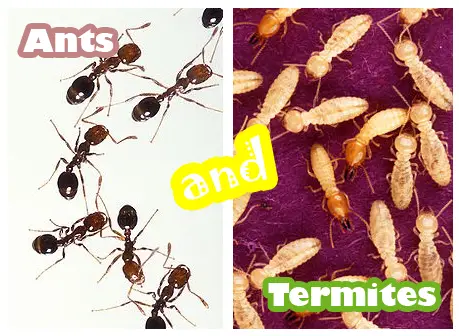 Ants and Termites Quiz