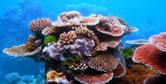 Kids Science Fun Facts on the Great Barrier Reef - a Variety of Corals Found in the Great Barrier Reef