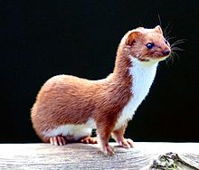 Weasels Quiz