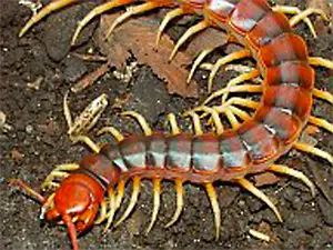 Centipedes and Millipedes Quiz