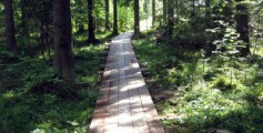 All about Finland Easy Science for Kids - Forest in Finland image
