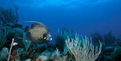 Easy Earth Science for Kids All About the Great Barrier Reef - Fishes Living on the Great Barrier Reef