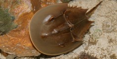 Fun Facts on Horseshoe Crabs or Xiphosura for Kids - Image of a Xiphosura Swimming