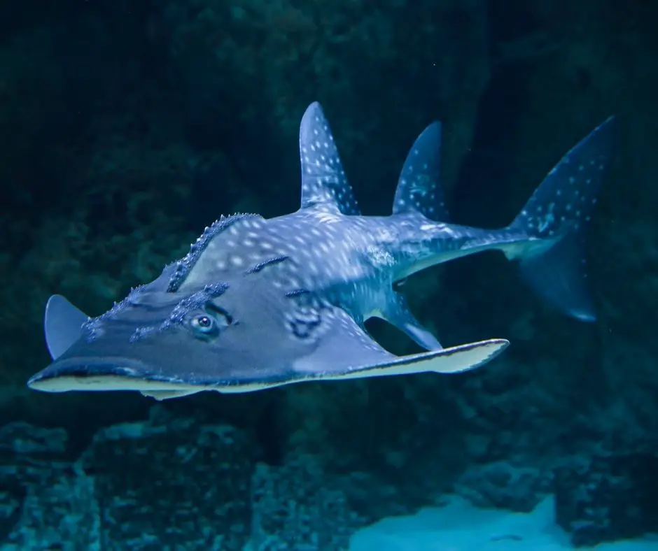 Where Are Angel Sharks Found