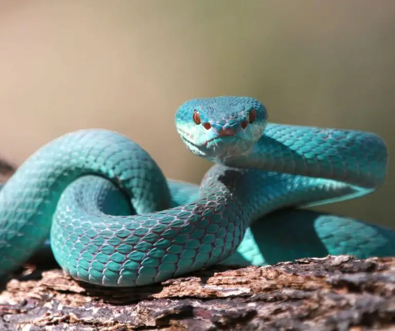 Can Snakes Climb Walls - The [Complete] Guide