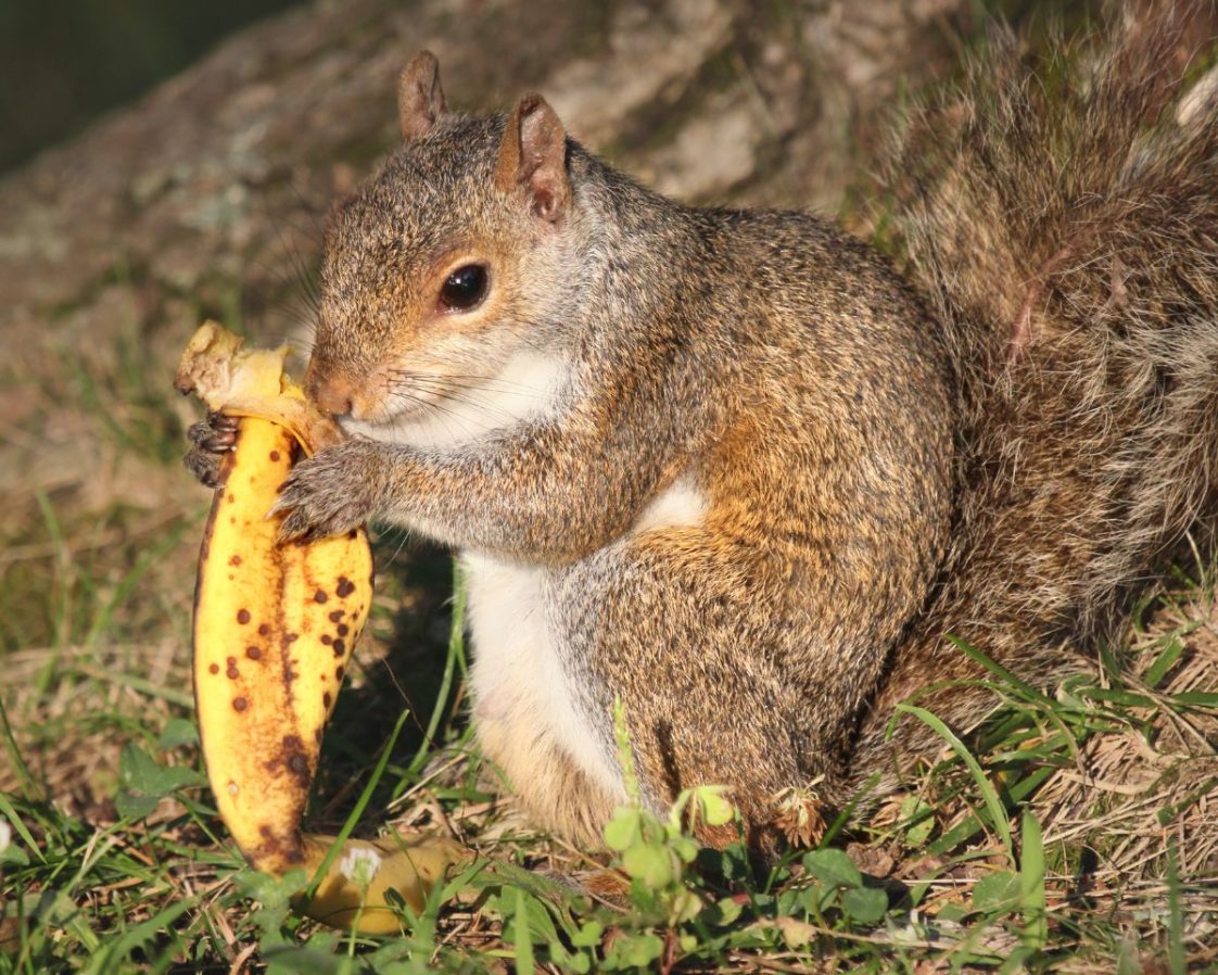 Thumbnail for Feeding Bananas To Small Mammals In Small Spaces
