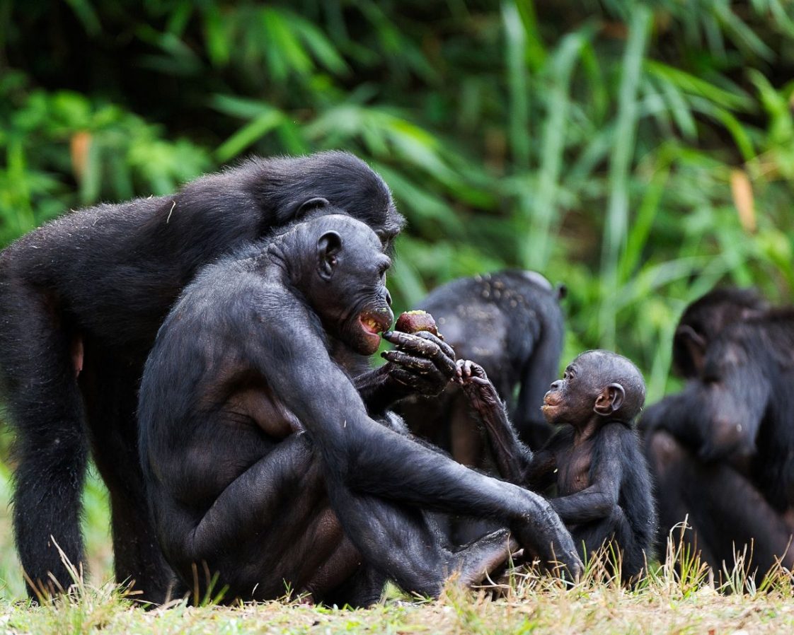Bonobo Facts for Kids