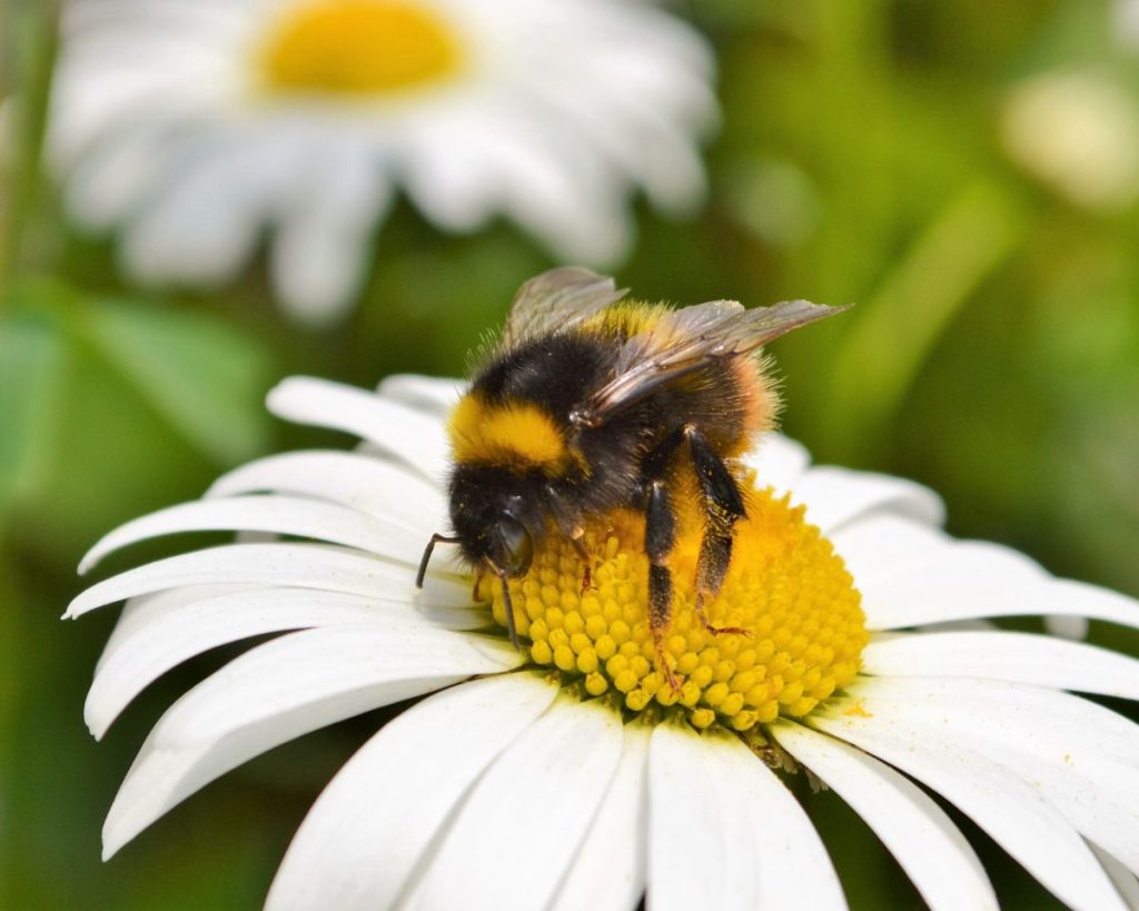 Can Bees Get Drunk