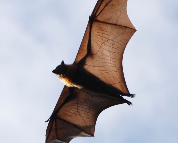 Bat Behavior