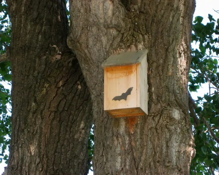 Bat Houses