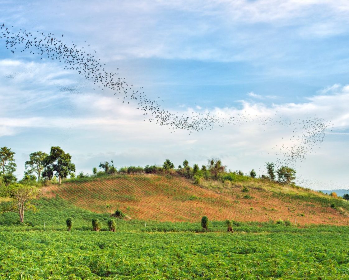 Bat Migration