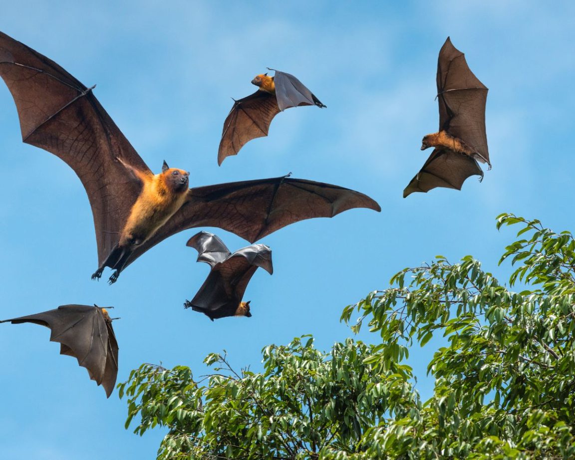 Bat Migration